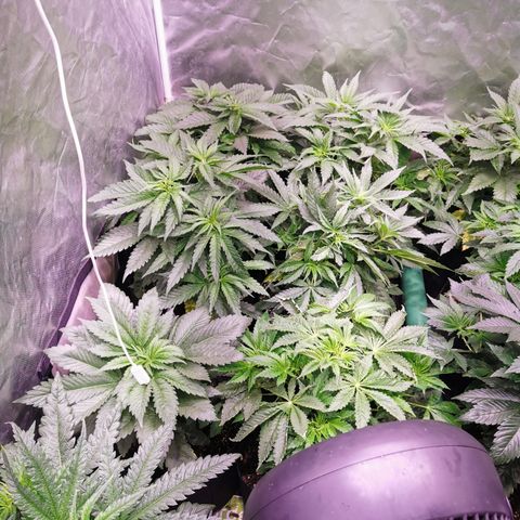 Critical + 2.0 growlog timeline photo