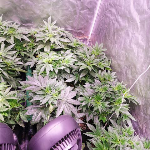 Critical + 2.0 growlog timeline photo