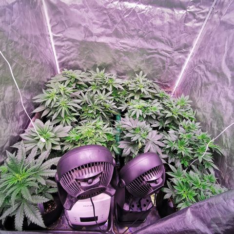 Critical + 2.0 growlog timeline photo