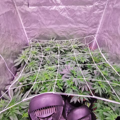 Critical + 2.0 growlog timeline photo