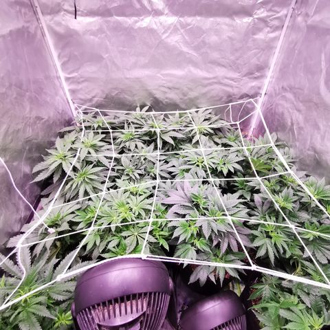 Critical + 2.0 growlog timeline photo