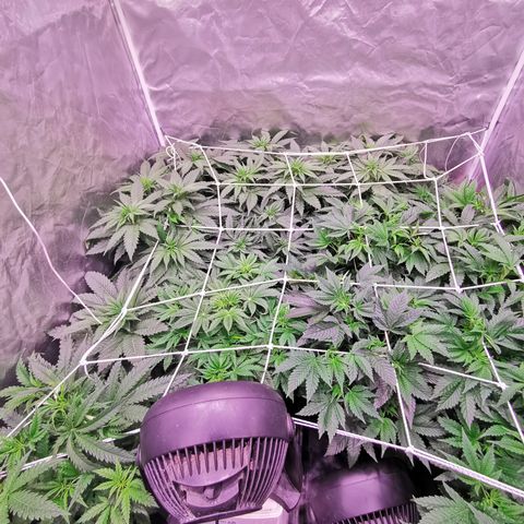 Critical + 2.0 growlog timeline photo