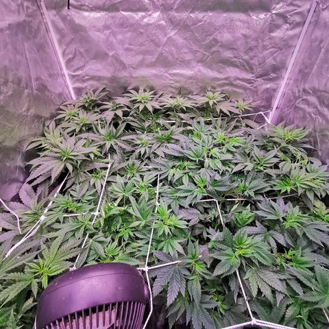 Critical + 2.0 growlog timeline photo