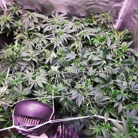 Critical + 2.0 growlog photo: Juste apres maillage