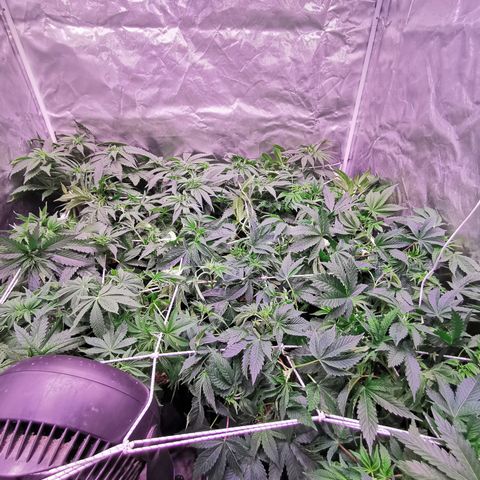 Critical + 2.0 growlog photo: Juste apres maillage
