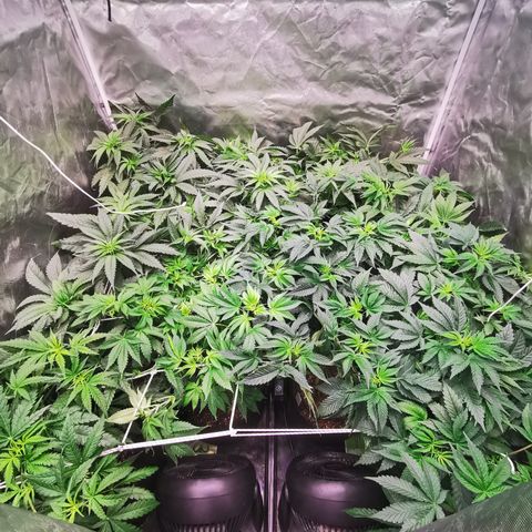 Critical + 2.0 growlog photo: Derniere taille/cut ce jour !!! 