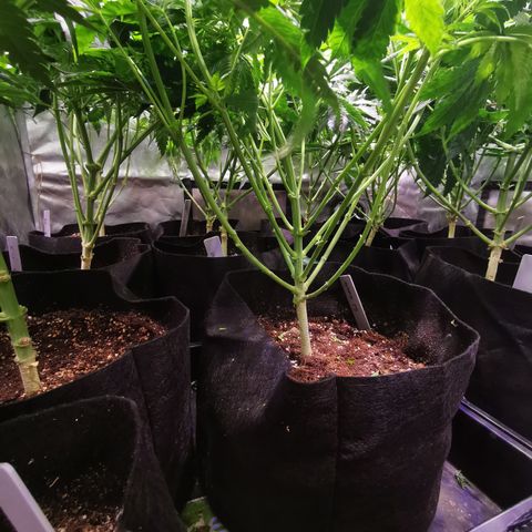 Critical + 2.0 growlog timeline photo
