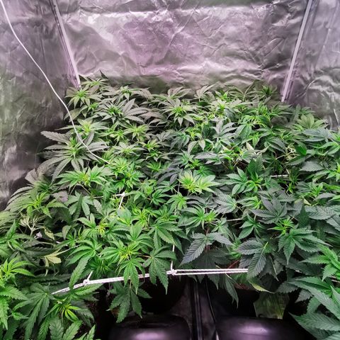 Critical + 2.0 growlog timeline photo