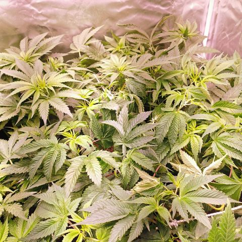 Critical + 2.0 growlog timeline photo