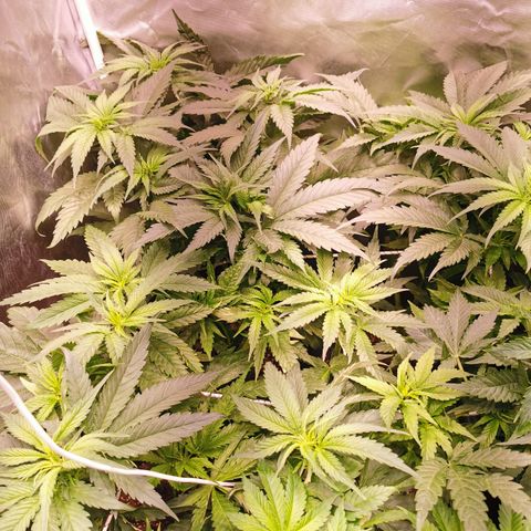 Critical + 2.0 growlog timeline photo