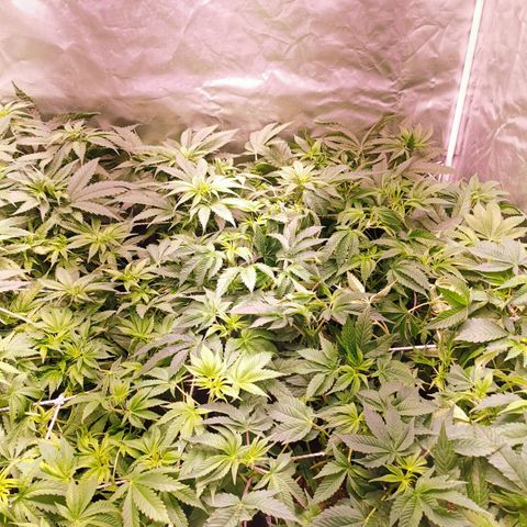 Critical + 2.0 growlog timeline photo