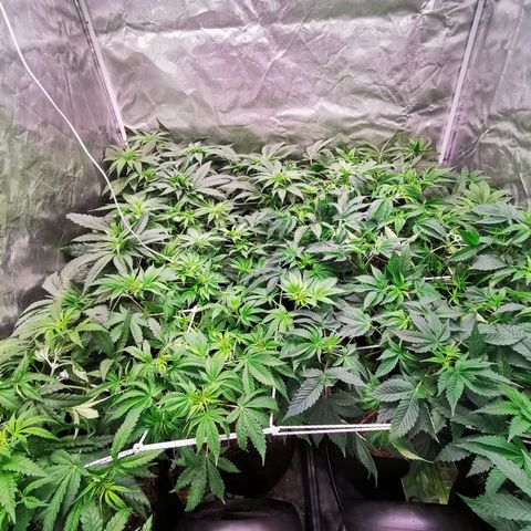 Critical + 2.0 growlog timeline photo