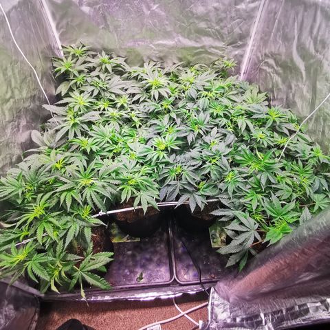 Critical + 2.0 growlog timeline photo