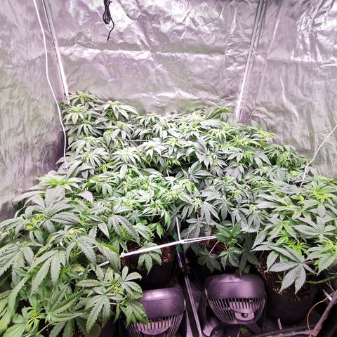 Critical + 2.0 growlog timeline photo