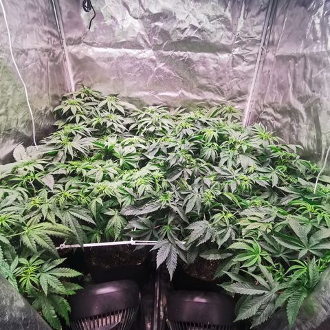 Critical + 2.0 growlog timeline photo