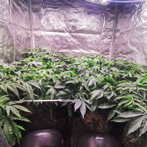 Critical + 2.0 growlog timeline photo