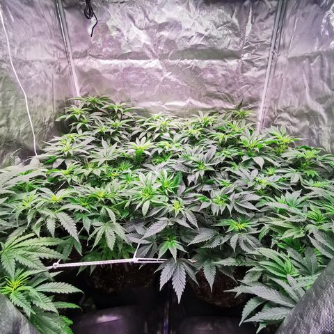 Critical + 2.0 growlog timeline photo
