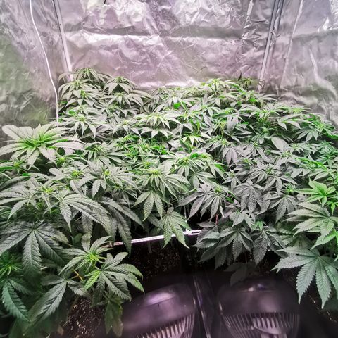 Critical + 2.0 growlog photo: Avant arrosage