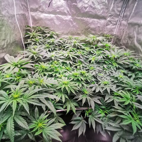 Critical + 2.0 growlog timeline photo