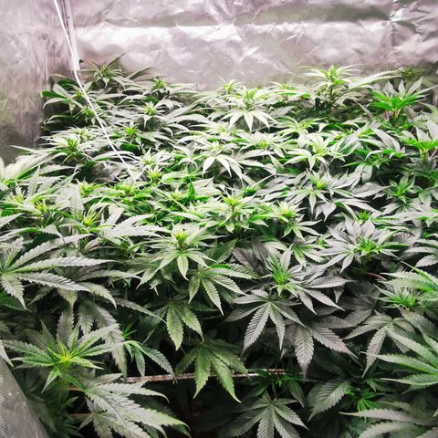 Critical + 2.0 growlog timeline photo