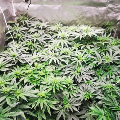 Critical + 2.0 growlog timeline photo