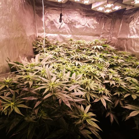 Critical + 2.0 growlog timeline photo