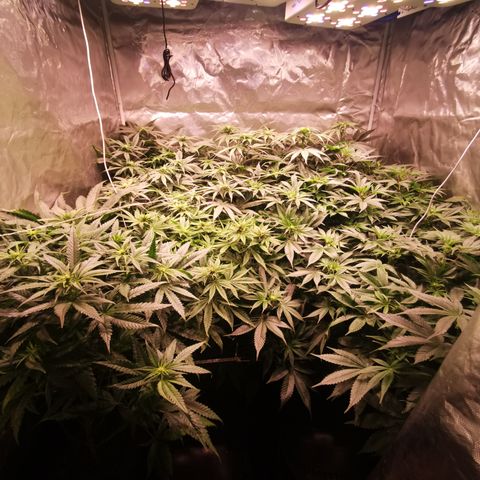 Critical + 2.0 growlog timeline photo