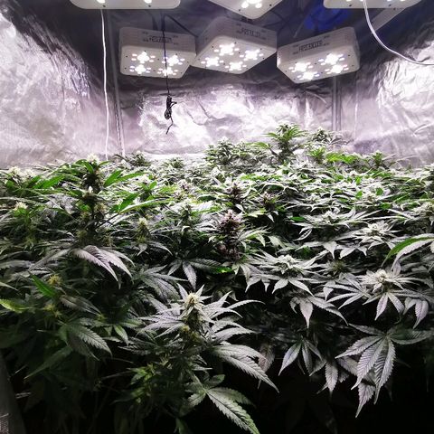 Critical + 2.0 growlog timeline photo