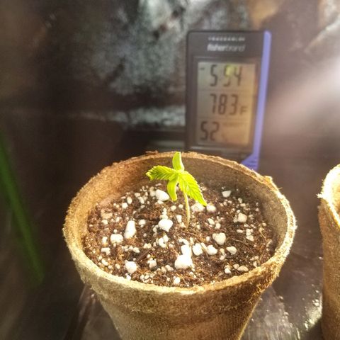 Blue Dream Auto #4 growlog photo: Drooping