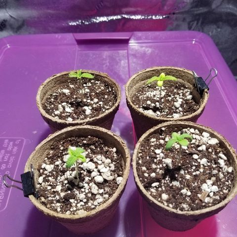 Blue Dream Auto #4 growlog photo: Plants hopefully able to continue growing. Still yellow and droopy