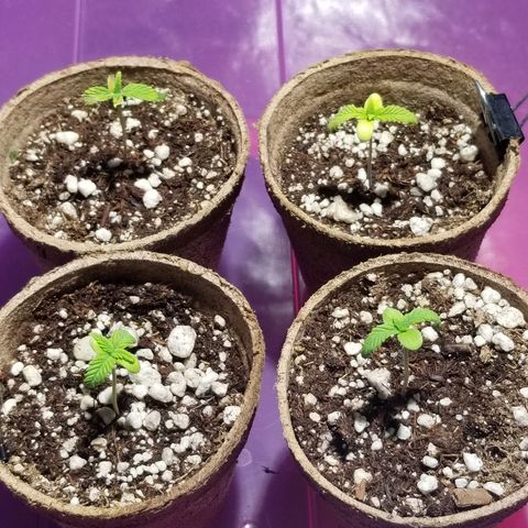 Blue Dream Auto #4 growlog photo: 2:30pm 