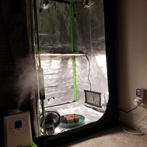 Blue Dream Auto #4 growlog photo: Qb board installed
Set to 30" from floor set to 750 lux pulling 68watts.
Moved humidifier outside of tent to avoid moisture on the LED diodes