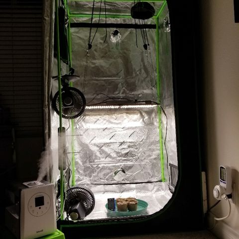 Blue Dream Auto #4 growlog photo: Grow Lab completely operational just missing inline fan from ac infinity. Tent still open. Pretty happy overall