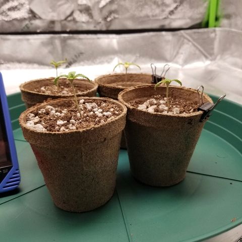 Blue Dream Auto #4 growlog photo: Grow Lab completely operational just missing inline fan from ac infinity. Tent still open. Pretty happy overall
