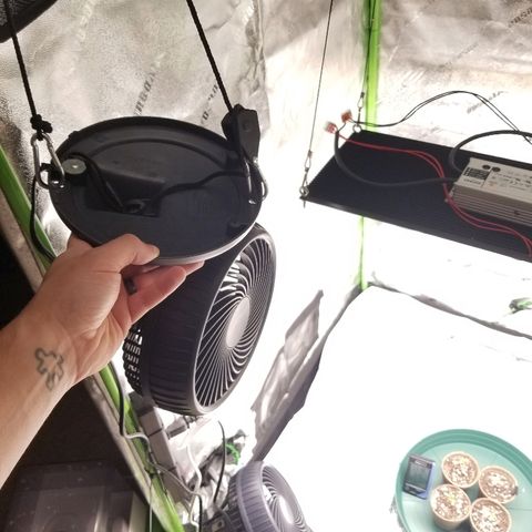 Blue Dream Auto #4 growlog photo: Grow Lab completely operational just missing inline fan from ac infinity. Tent still open. Pretty happy overall