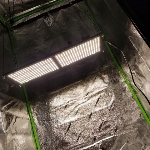 Blue Dream Auto #4 growlog photo: Grow Lab completely operational just missing inline fan from ac infinity. Tent still open. Pretty happy overall