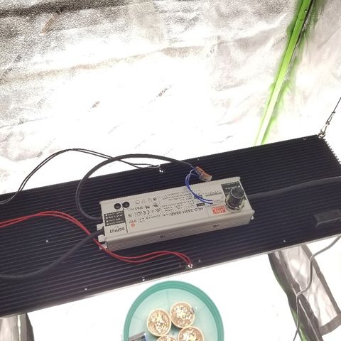 Blue Dream Auto #4 growlog photo: Grow Lab completely operational just missing inline fan from ac infinity. Tent still open. Pretty happy overall