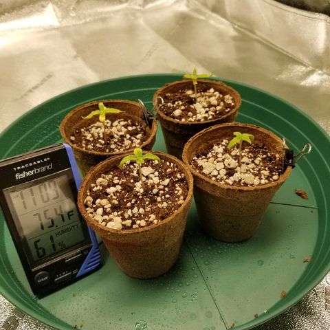 Blue Dream Auto #4 growlog timeline photo