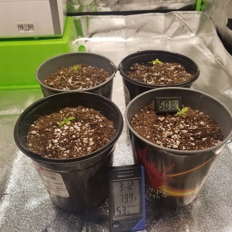 Blue Dream Auto #4 growlog timeline photo