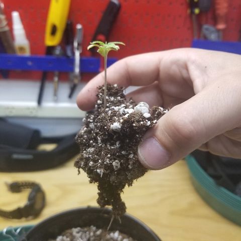 Blue Dream Auto #4 growlog timeline photo