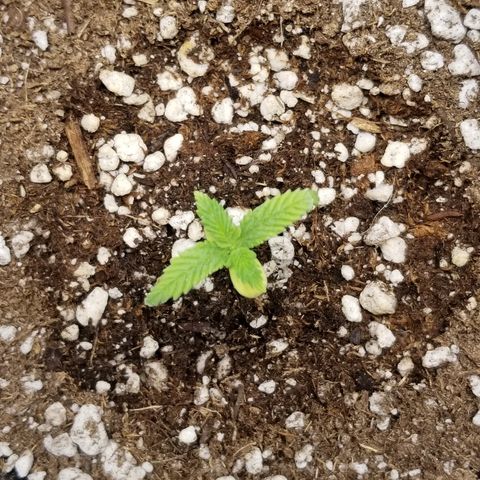 Blue Dream Auto #4 growlog timeline photo