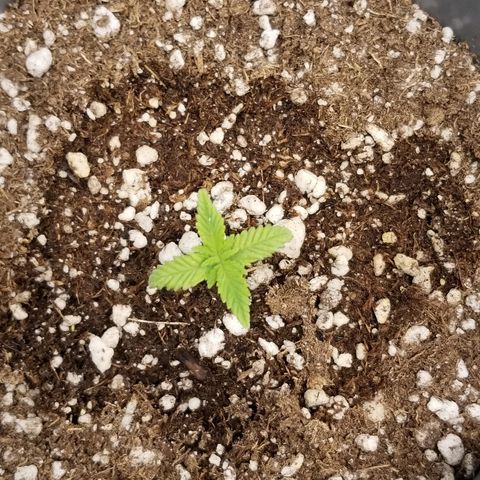 Blue Dream Auto #4 growlog timeline photo