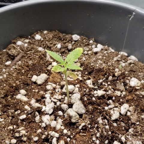 Blue Dream Auto #4 growlog timeline photo