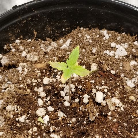Blue Dream Auto #4 growlog timeline photo
