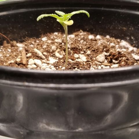 Blue Dream Auto #4 growlog timeline photo