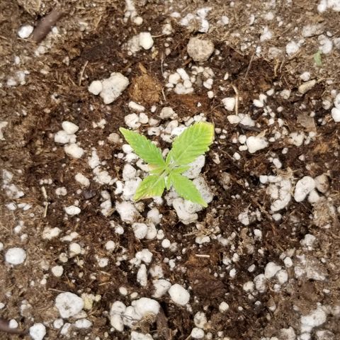 Blue Dream Auto #4 growlog timeline photo