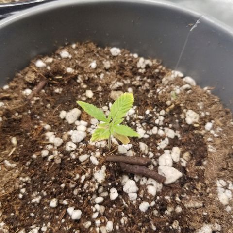 Blue Dream Auto #4 growlog timeline photo