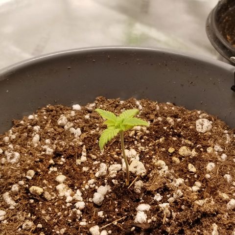 Blue Dream Auto #4 growlog timeline photo