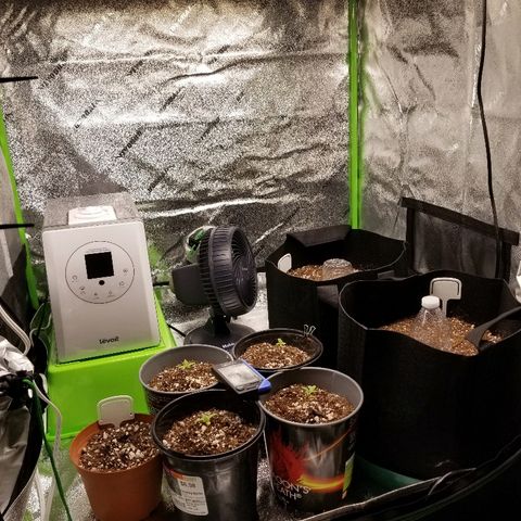 Blue Dream Auto #4 growlog photo: Grow room at this moment has 4 Blue Dream 💙 2 Wizards Apprentice🧙‍♂️1 Cherry Gorilla 🍒🐵