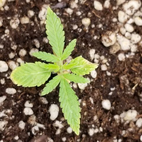 Blue Dream Auto #4 growlog timeline photo